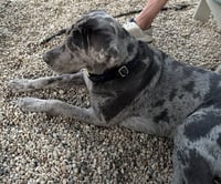 Boudreaux - Photo 4