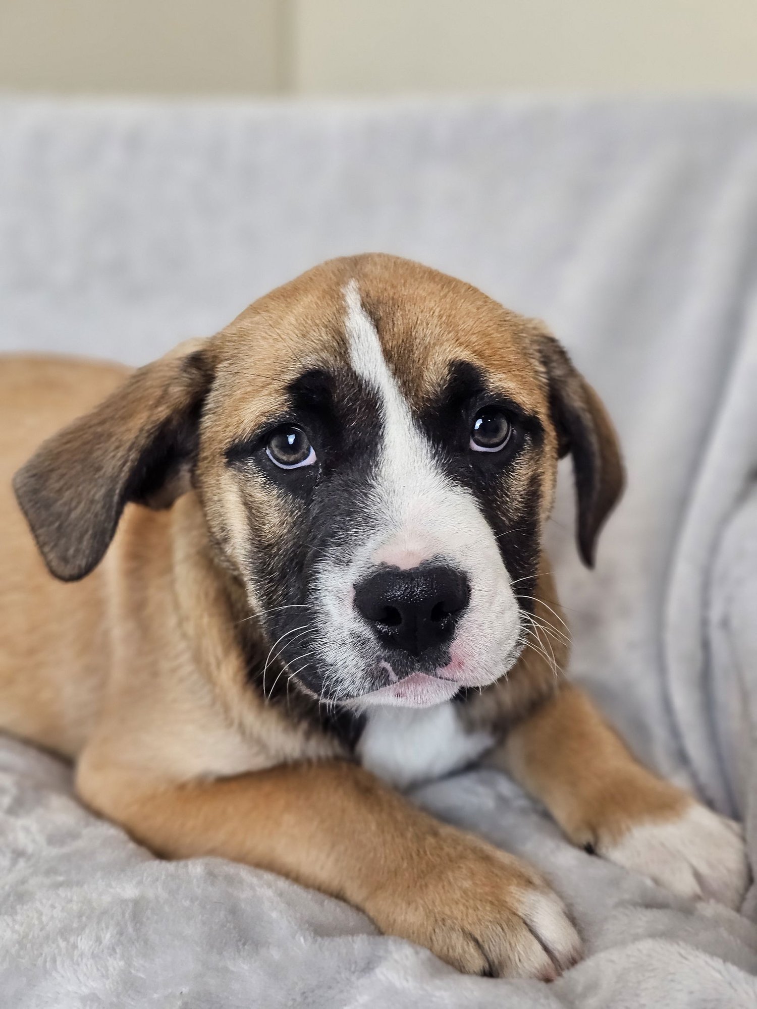 MARSHA - Australian Shepherd / English Bulldog available for adoption