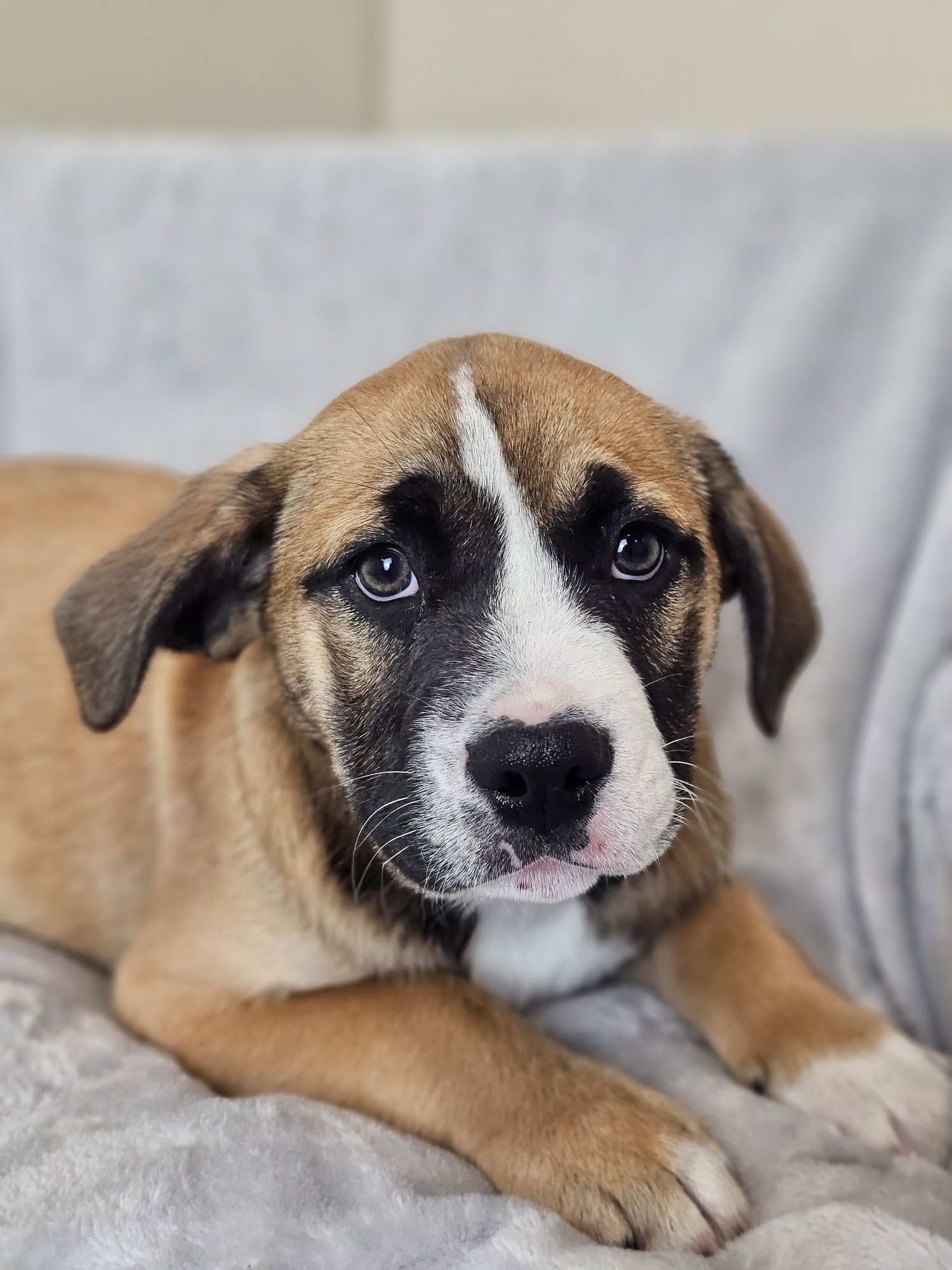 MARSHA - Australian Shepherd / English Bulldog available for adoption