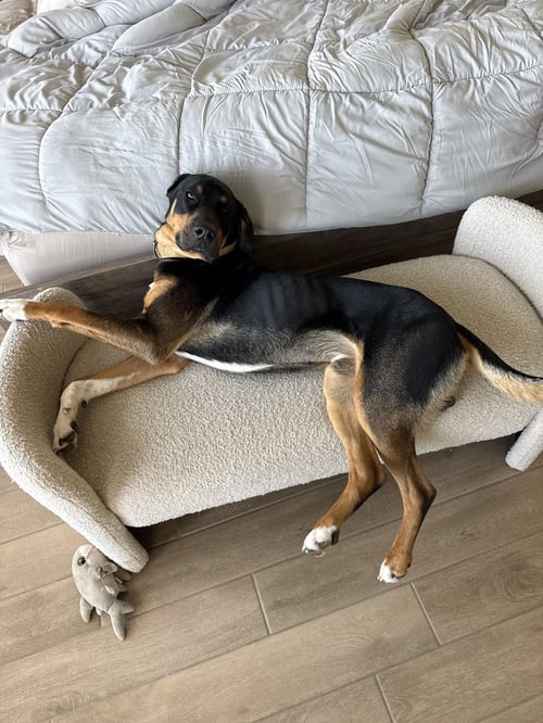 BEAR - Bloodhound / Doberman Pinscher available for adoption