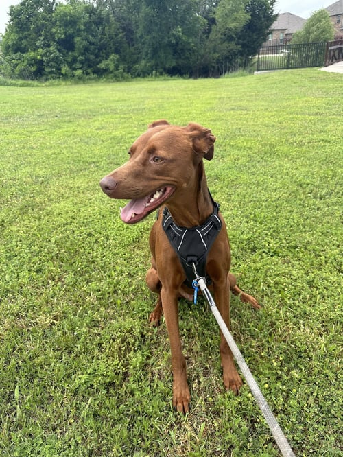 DUCK - Hound available for adoption