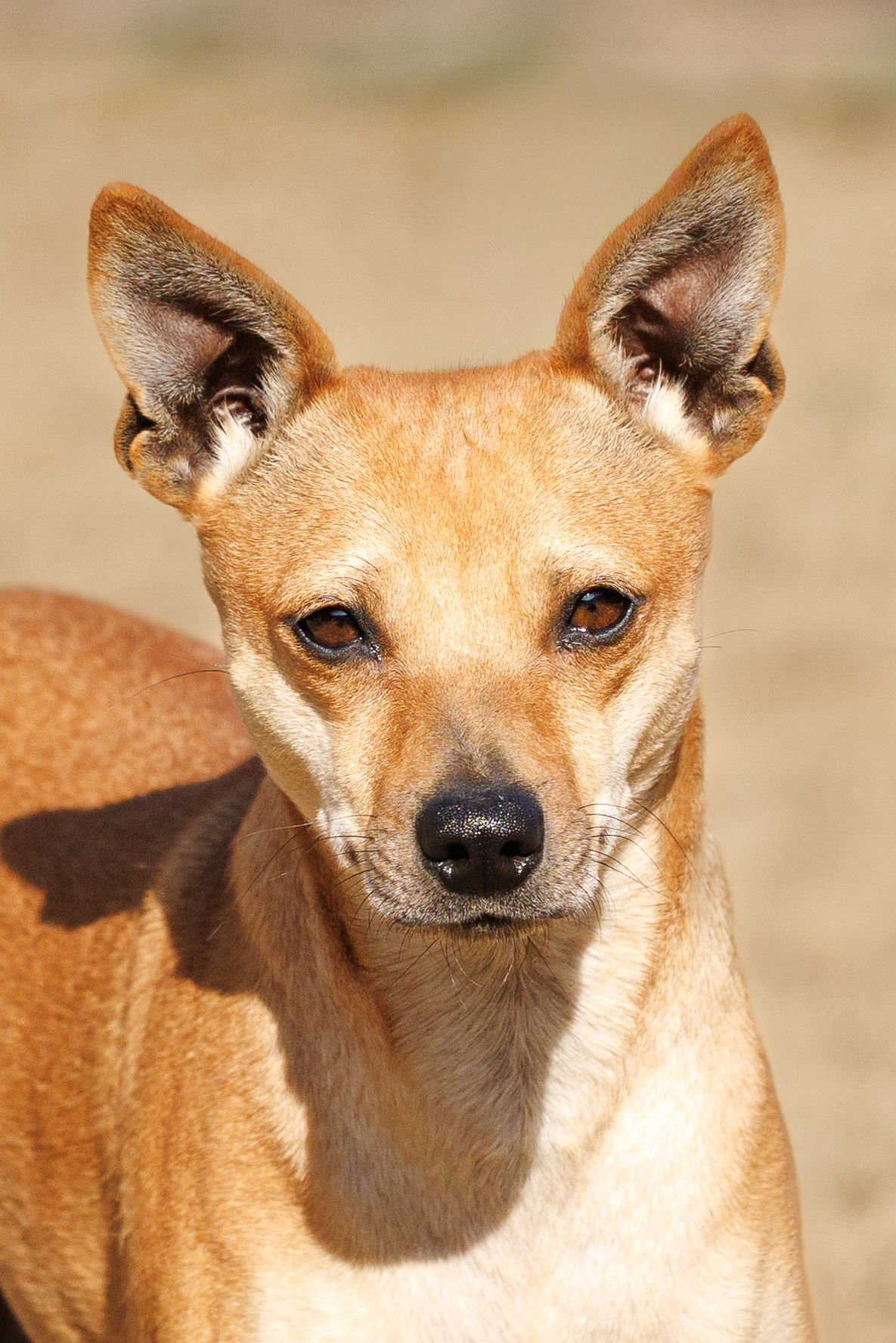 HAZEL - Chihuahua available for adoption