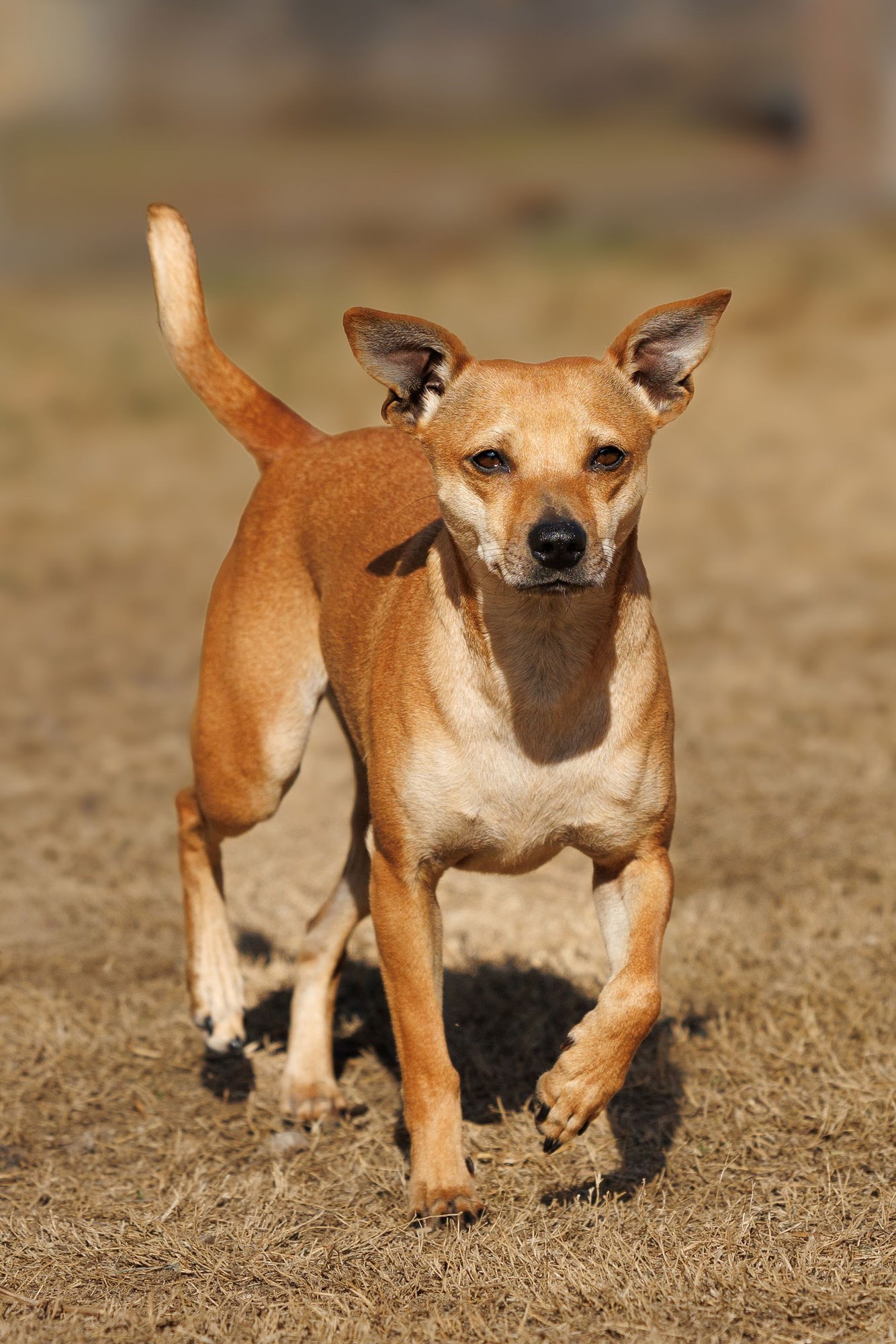 HAZEL - Chihuahua available for adoption