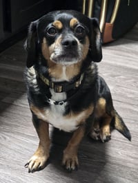 Owen - Photo 1