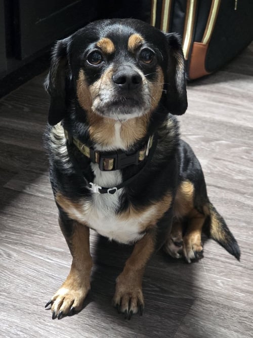 OWEN - Dachshund / Shih Tzu available for adoption