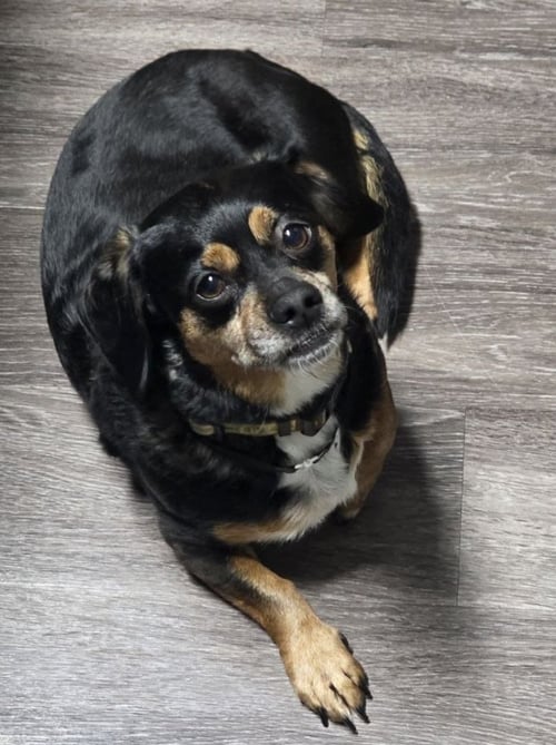 OWEN - Dachshund / Shih Tzu available for adoption