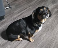 Owen - Photo 3