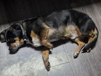 Owen - Photo 4