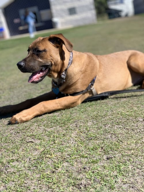 CHUCK - Rhodesian Ridgeback available for adoption