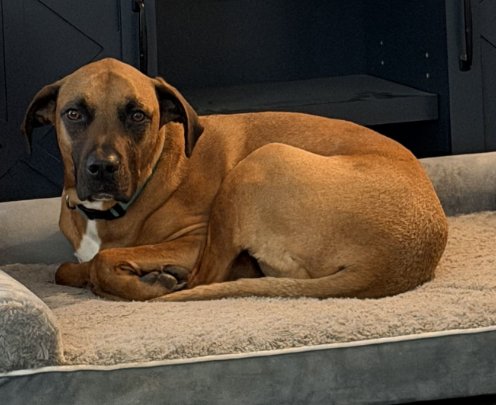 CHUCK - Rhodesian Ridgeback available for adoption