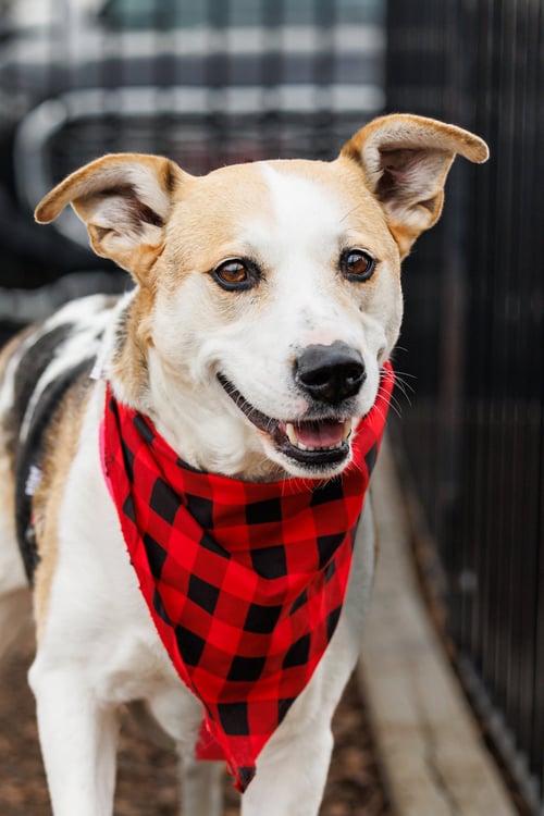 DOLORES - Beagle / Terrier available for adoption