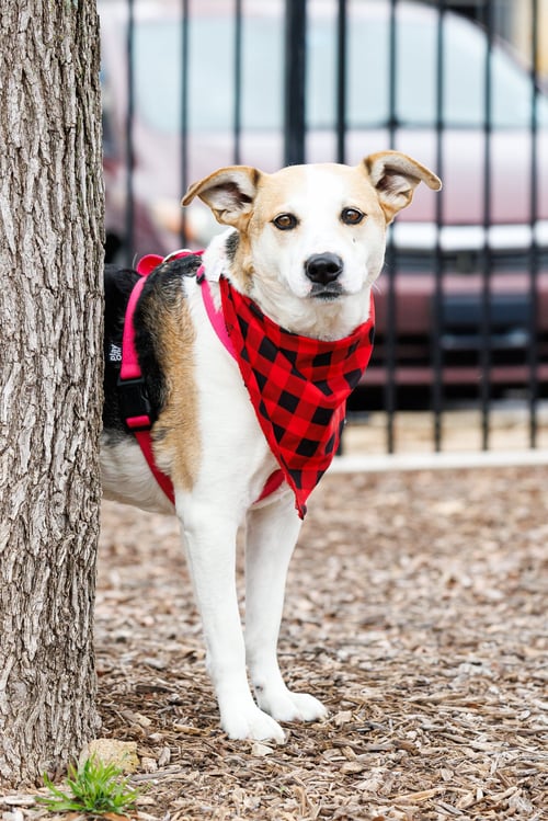 DOLORES - Beagle / Terrier available for adoption
