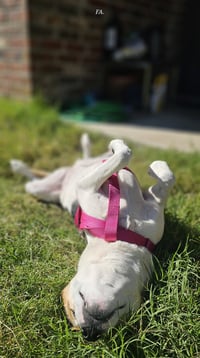 Dolores - Photo 8