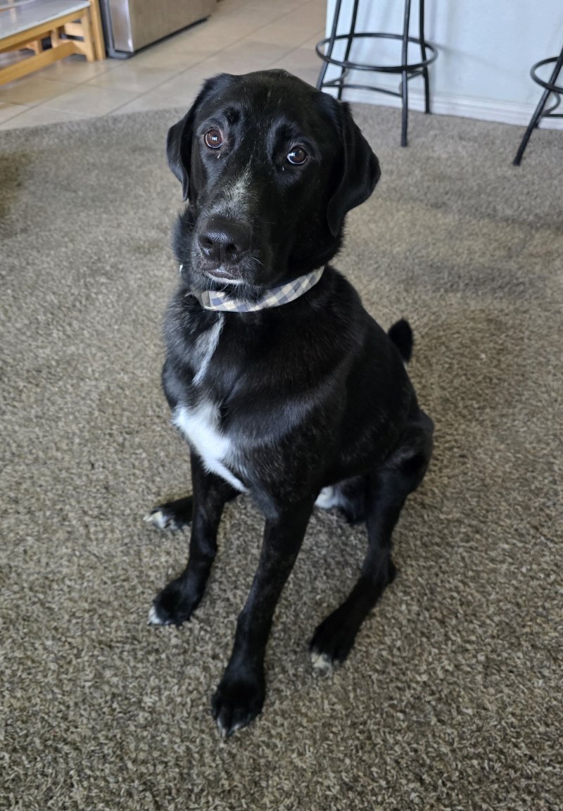 ALFIE - Great Dane / Poodle (Standard) available for adoption