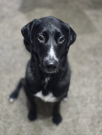 Alfie - Photo 6