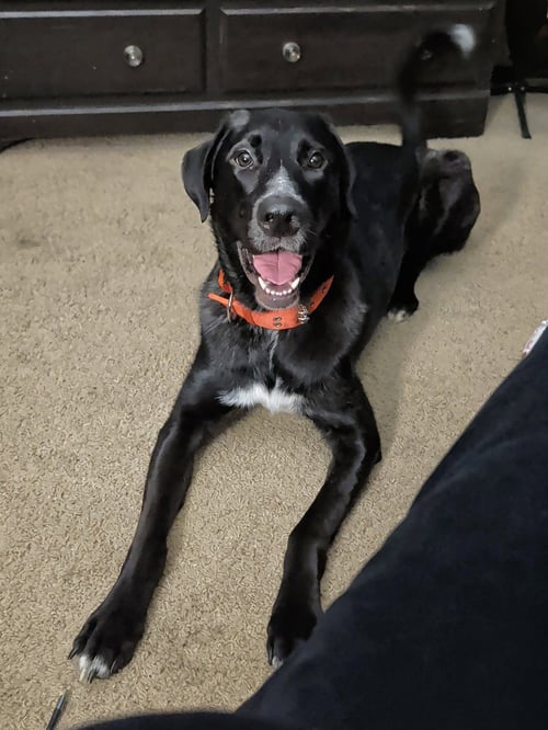 ALFIE - Great Dane / Poodle (Standard) available for adoption