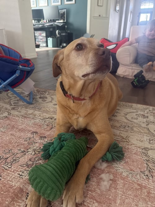 PIPER - Labrador Retriever available for adoption