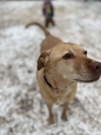 Piper - Photo 2
