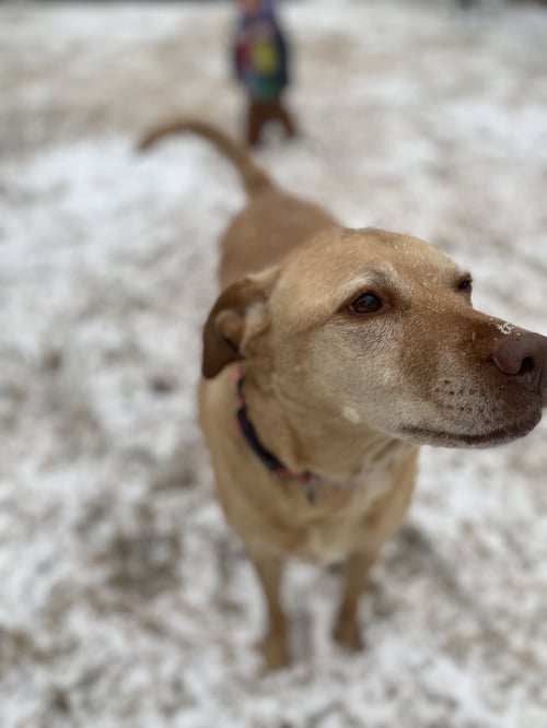 PIPER - Labrador Retriever available for adoption