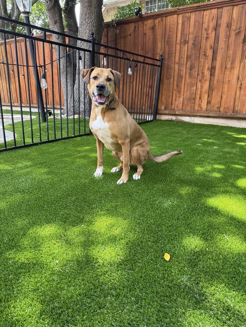 LOGAN - Boxer / Shepherd available for adoption