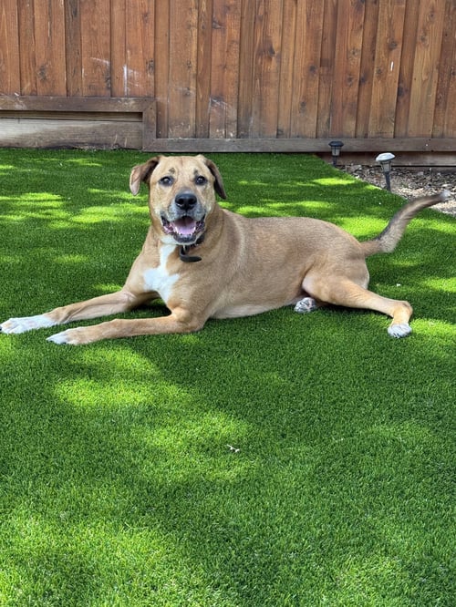 LOGAN - Boxer / Shepherd available for adoption