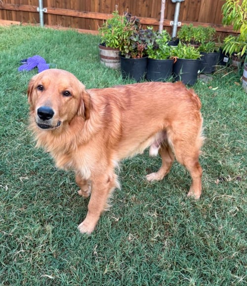CHARLIE