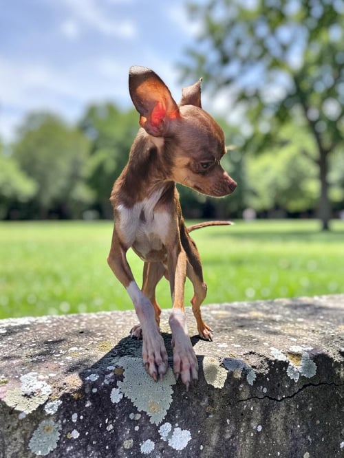 DEWEY - Chihuahua / Toy Terrier available for adoption