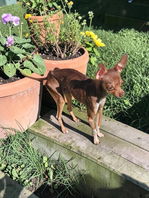DEWEY - Chihuahua / Toy Terrier available for adoption