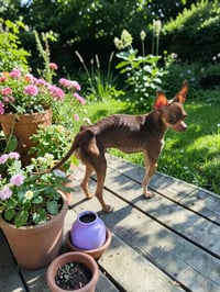 Dewey - Photo 3