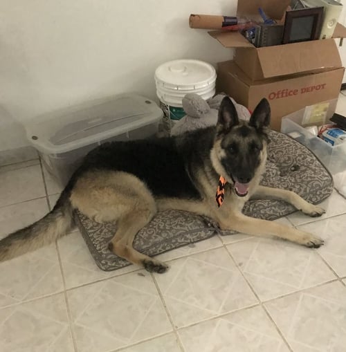 MAX - German Shepherd Dog available for adoption