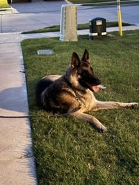 Max - Photo 2
