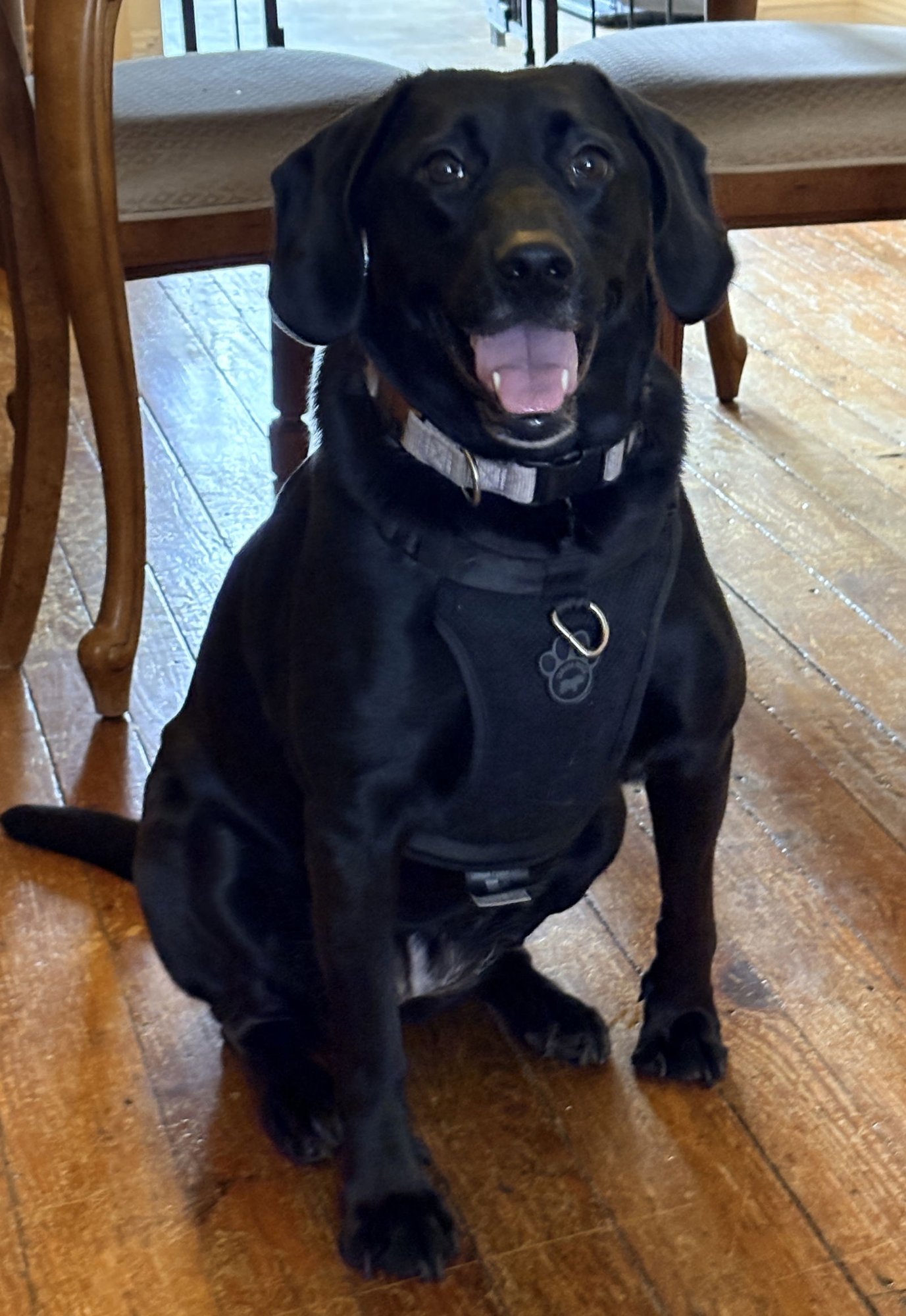 LUCY - Labrador Retriever / Hound available for adoption