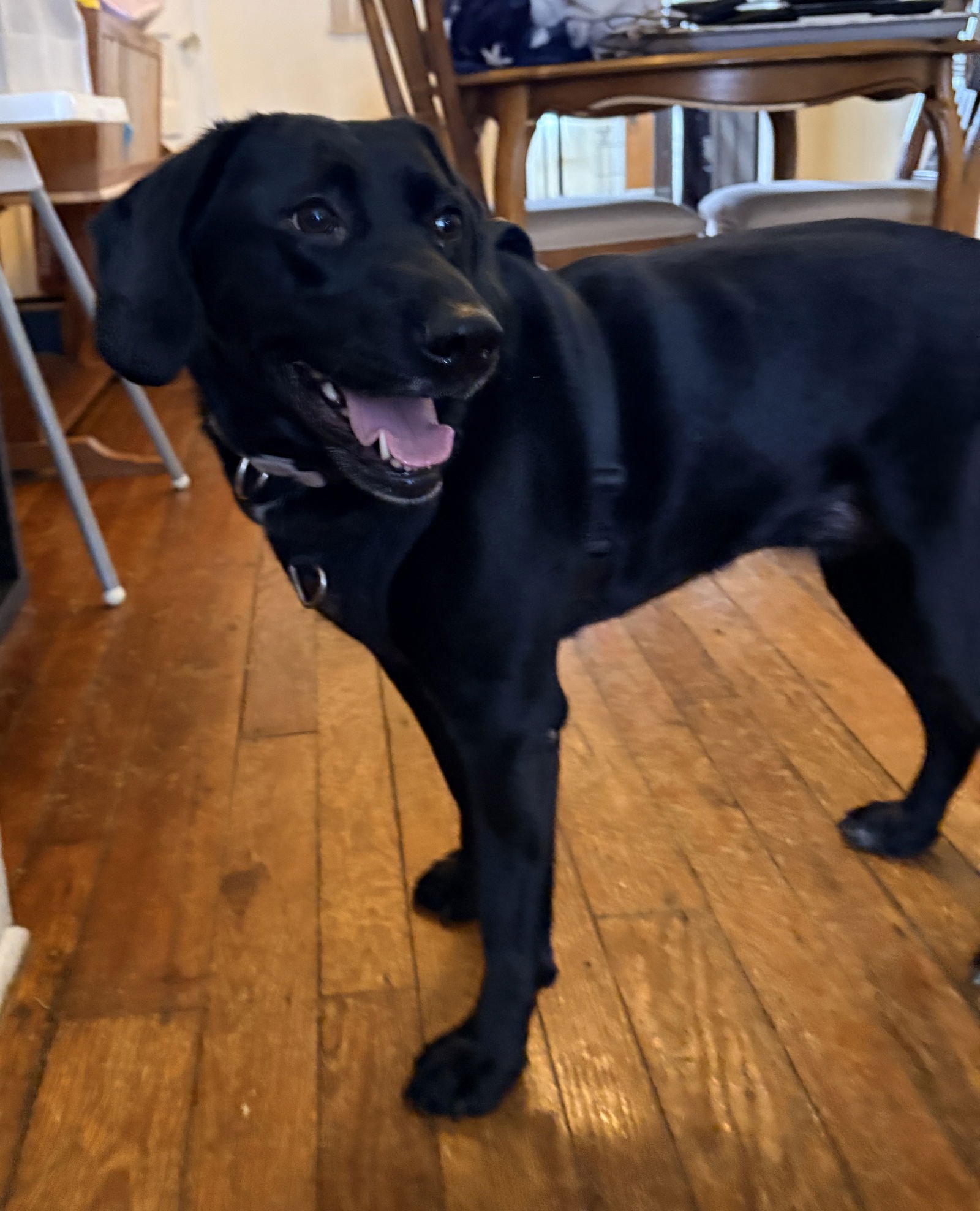 LUCY - Labrador Retriever / Hound available for adoption