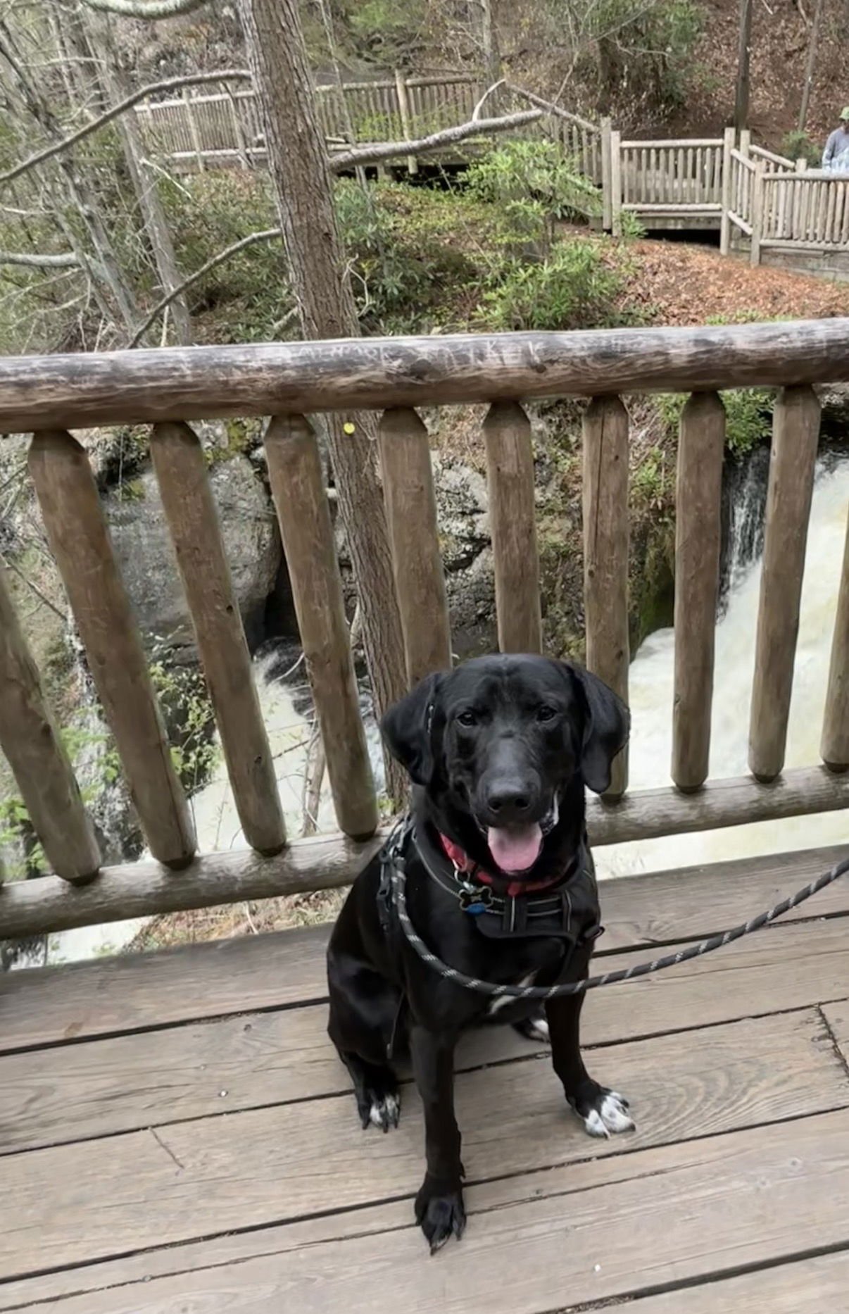 MIDKNIGHT - Labrador Retriever / Labrador Retriever available for adoption