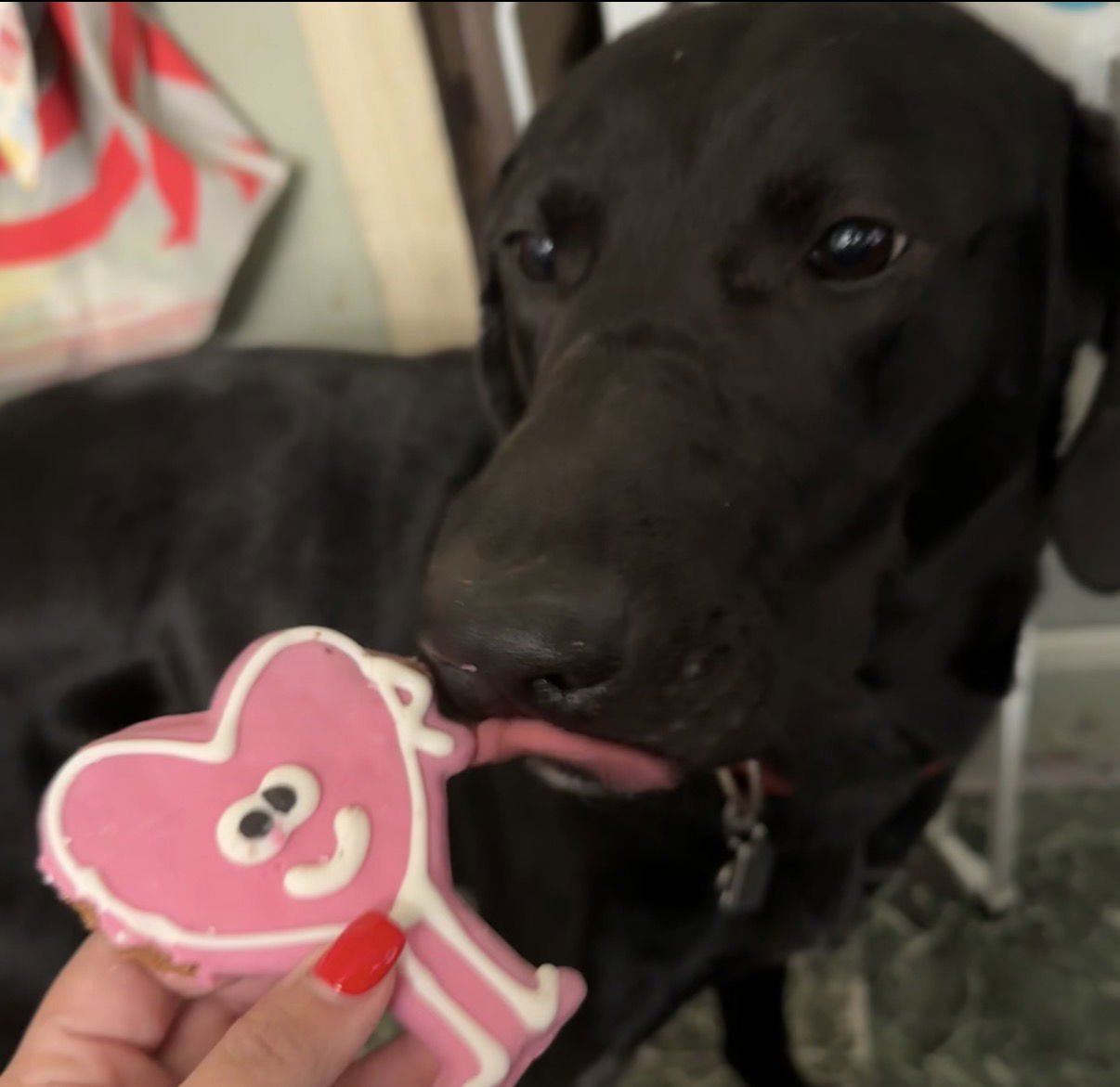 MIDKNIGHT - Labrador Retriever / Labrador Retriever available for adoption