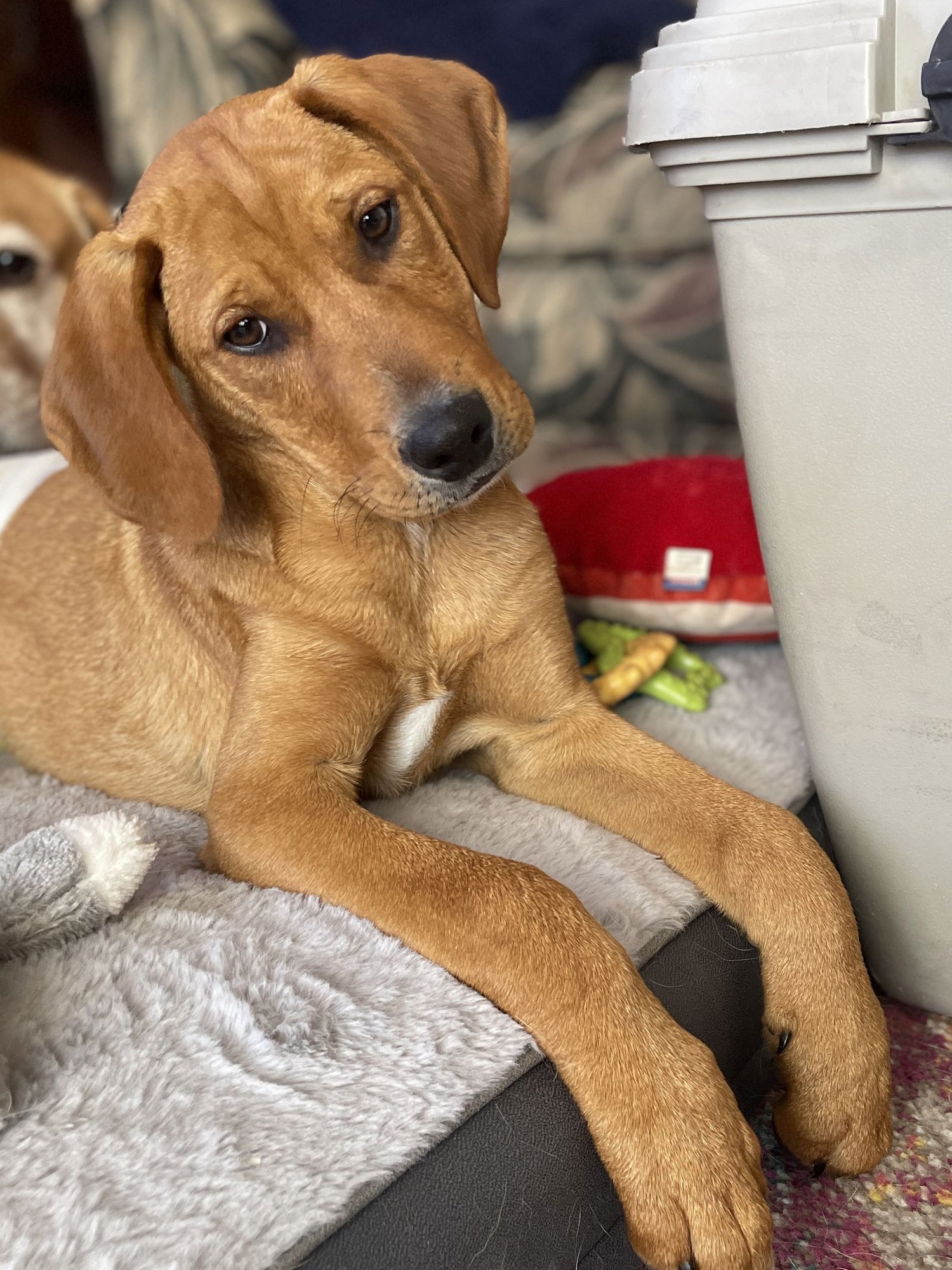 DRAKE - Labrador Retriever available for adoption