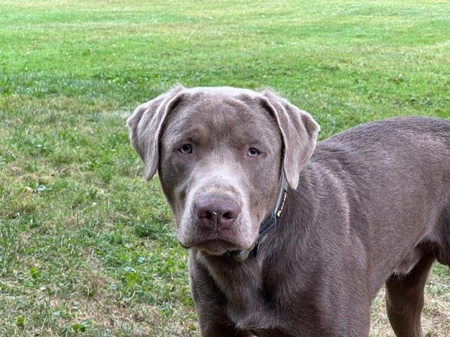 DIESEL #6 - Labrador Retriever available for adoption