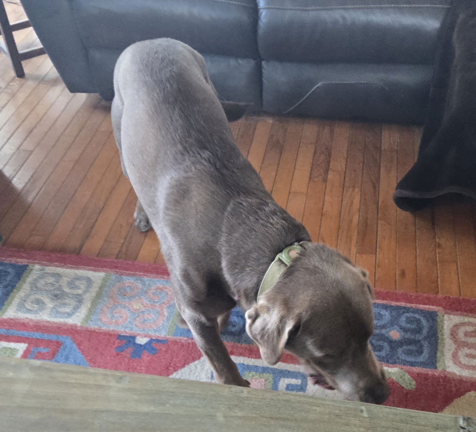 DIESEL #6 - Labrador Retriever available for adoption