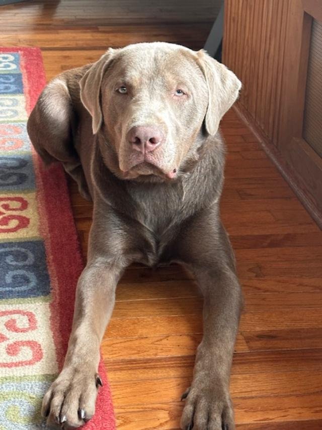 DEMBE - Labrador Retriever available for adoption