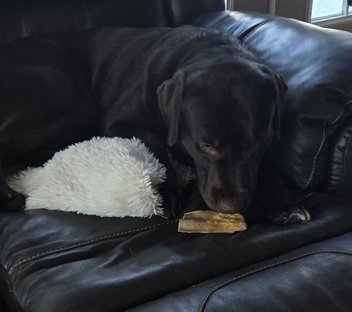 DEMBE - Labrador Retriever available for adoption