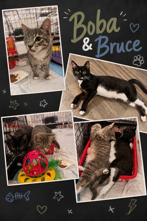 BOBA W/ BRUCE (7/7/26-17, 6/9/26-39) - Domestic Short Hair for adoption in Dover