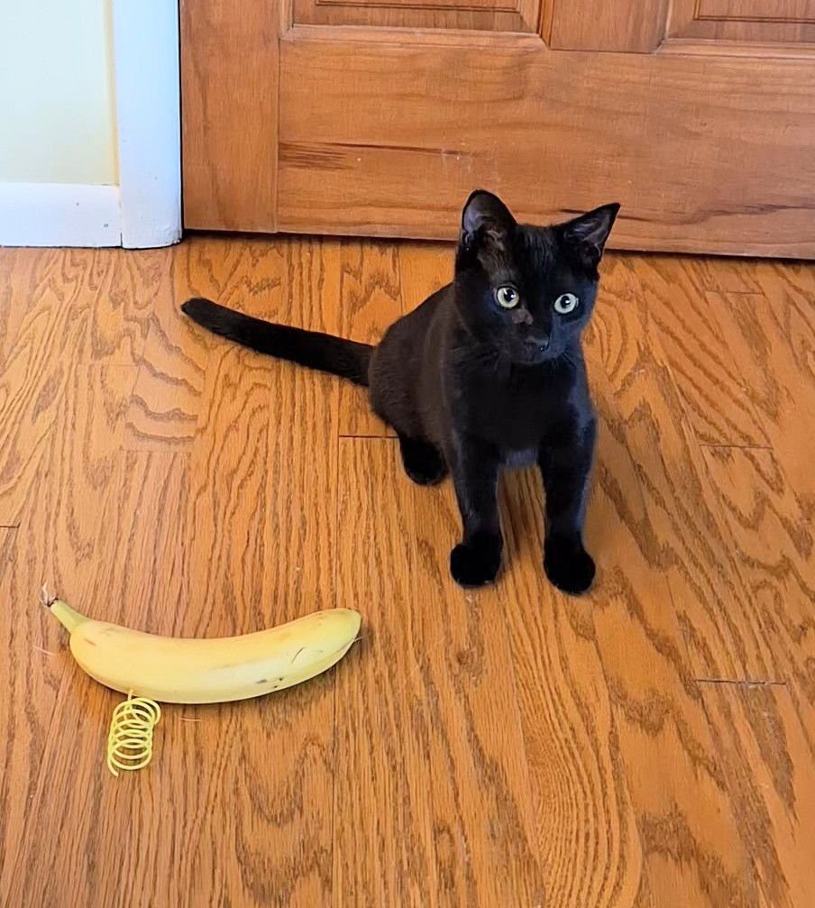 JOSIE #3 (FCID# 11/05/2025 - 62) C - Domestic Short Hair available for adoption