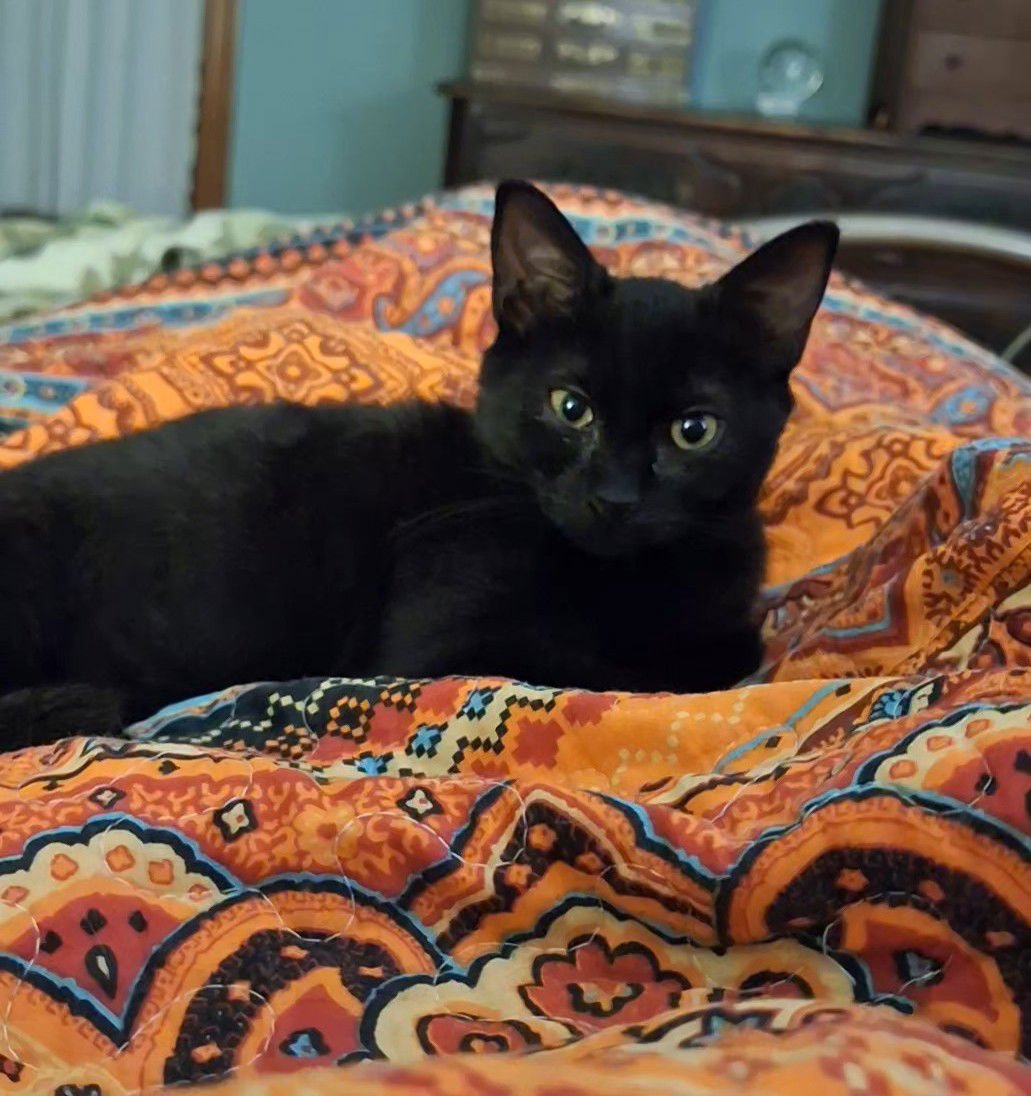 JOSIE #3 (FCID# 11/05/2025 - 62) C - Domestic Short Hair available for adoption