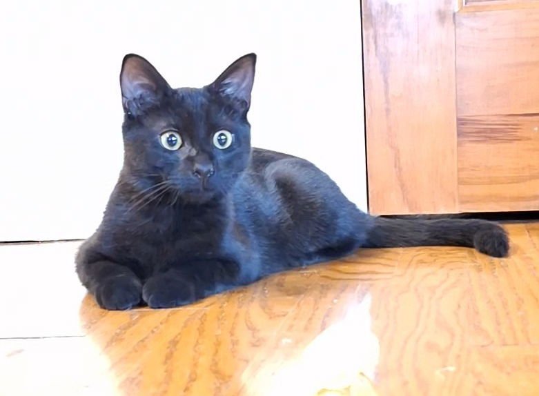 Josie #3 (FCID# 11/05/2025 - 62) C - Photo 3