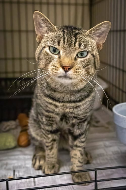 BARON (FCID# 08/10/2026 - 12 TRAINER) - Tabby available for adoption