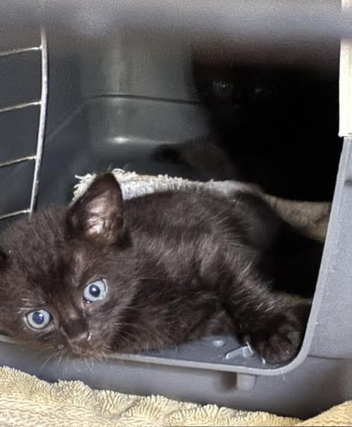 BLUE (FCID# 07/20/2026 - 64) C - Domestic Short Hair available for adoption