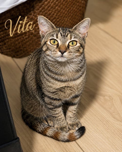 VITA (FCID# 07/22/2026 0 60 BTOOKHAVEN PS EVENT) - Tabby available for adoption