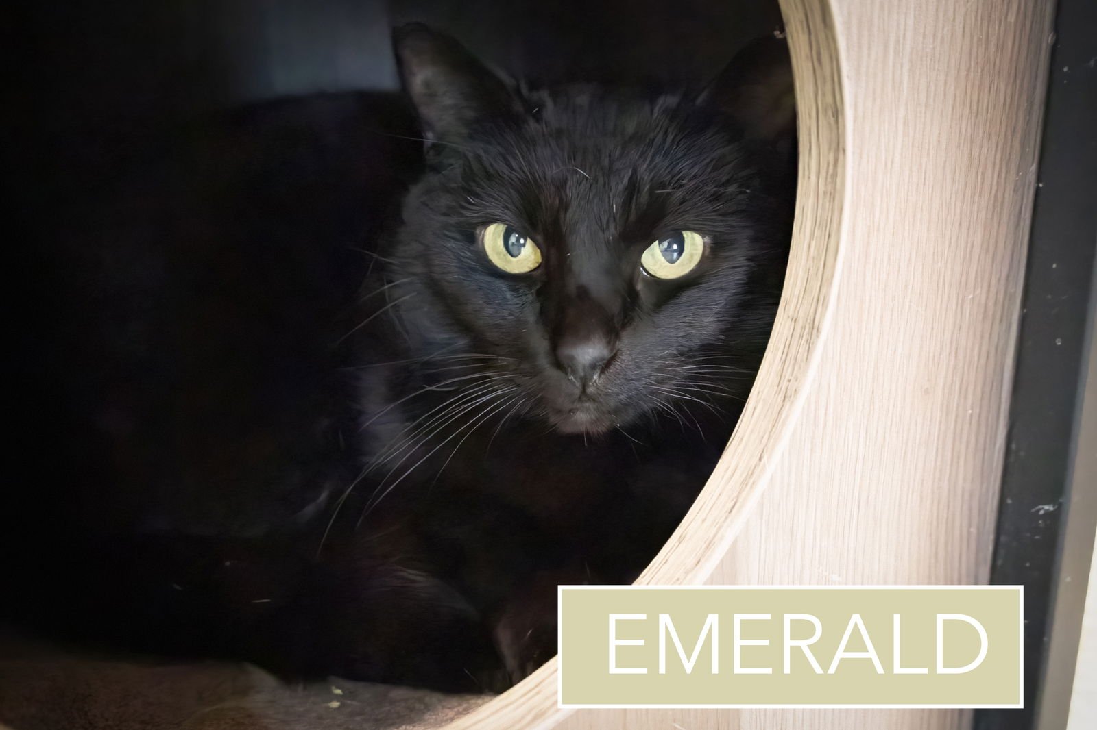 EMERALD AKA TILLY (FCID# 02/02/26-16 CHRISTIANA PS - Domestic Short Hair available for adoption