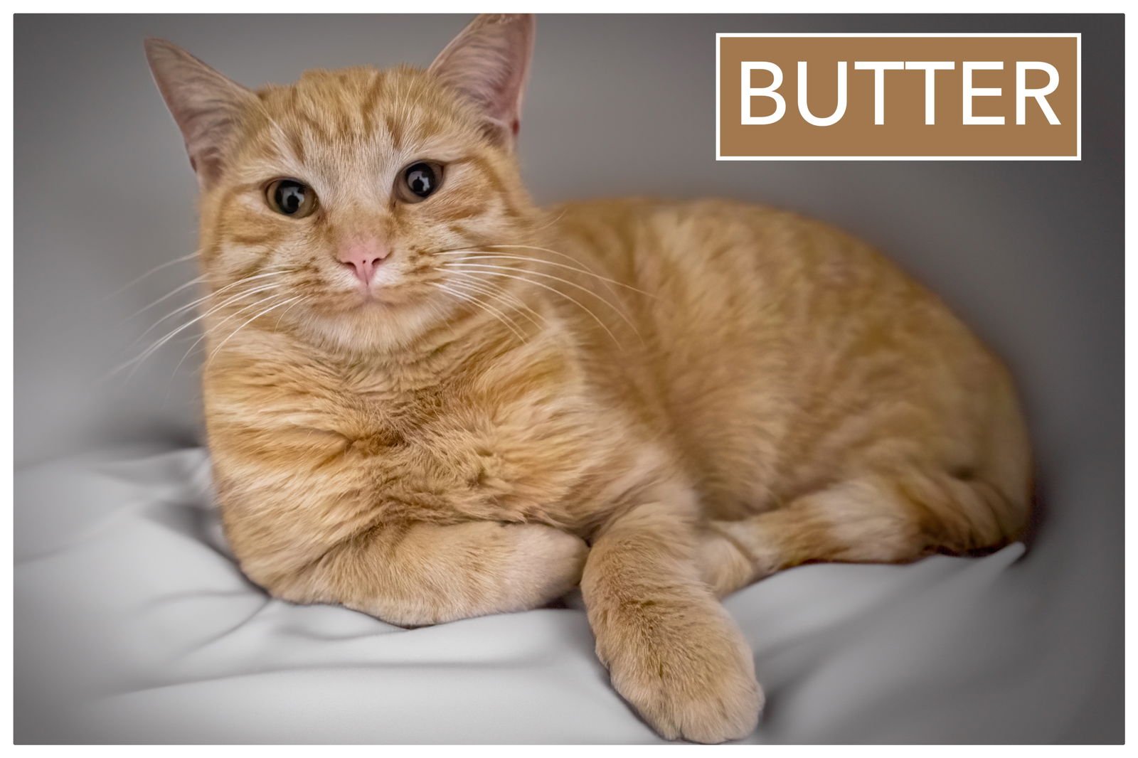BUTTER (FCID# 01/07/2026 - 36 BROOKHAVEN PS) - Tabby available for adoption