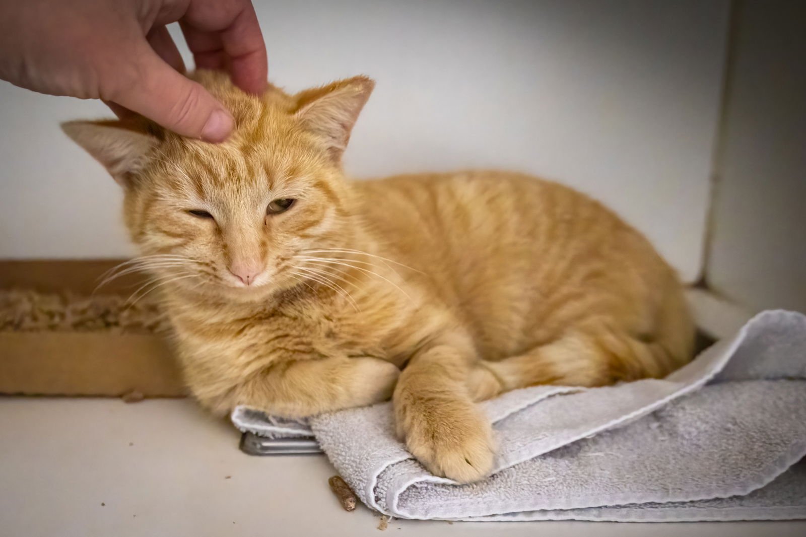 BUTTER (FCID# 01/07/2026 - 36 BROOKHAVEN PS) - Tabby available for adoption